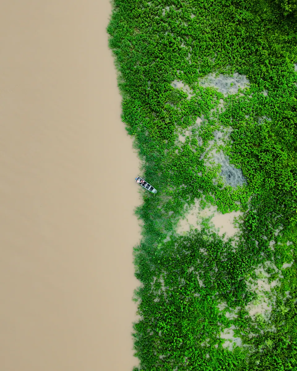 Aerial view of a Pantanal river lined with floating vegetation