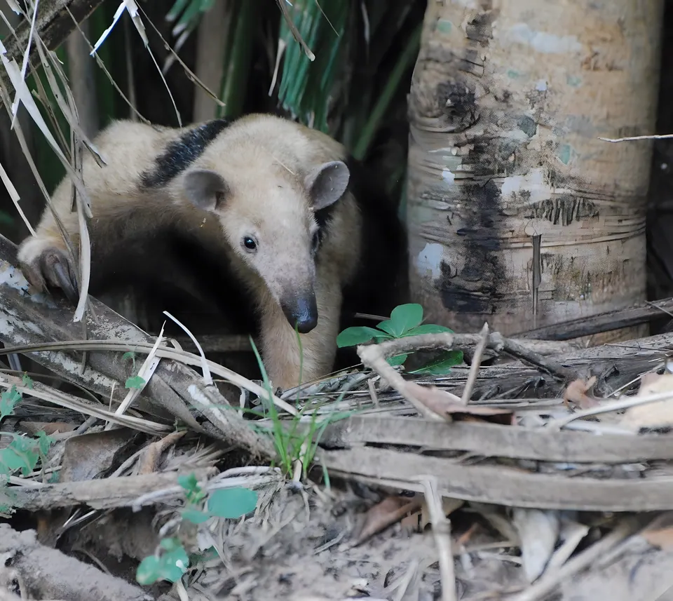 Giant anteater foraging