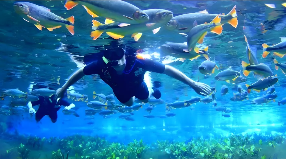 Snorkelling among fish in a crystal-clear river in Bonito