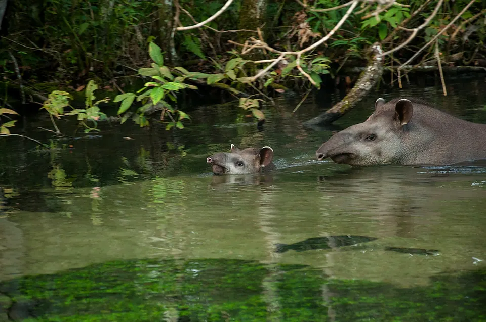 A tapir and her calf in a clear river