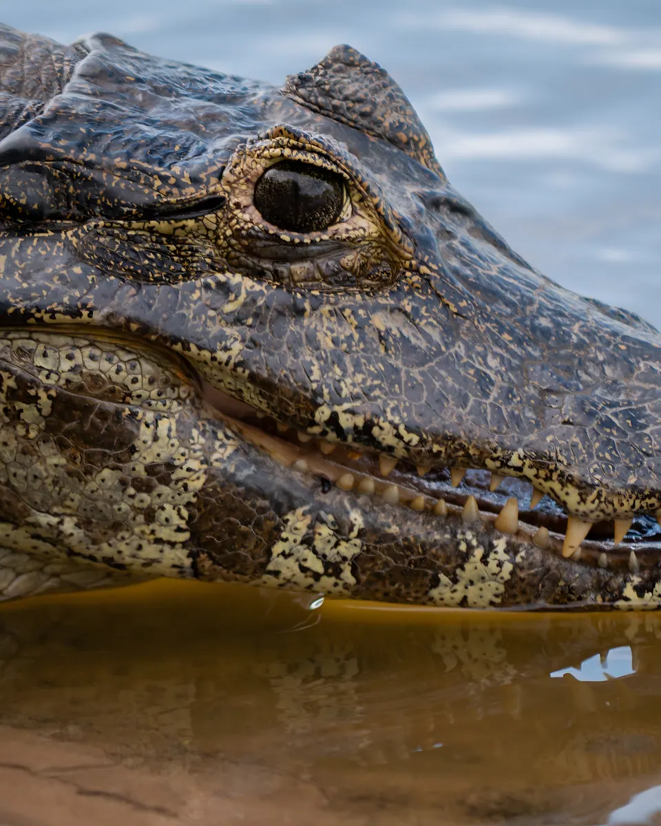Close-up of a yacare caiman