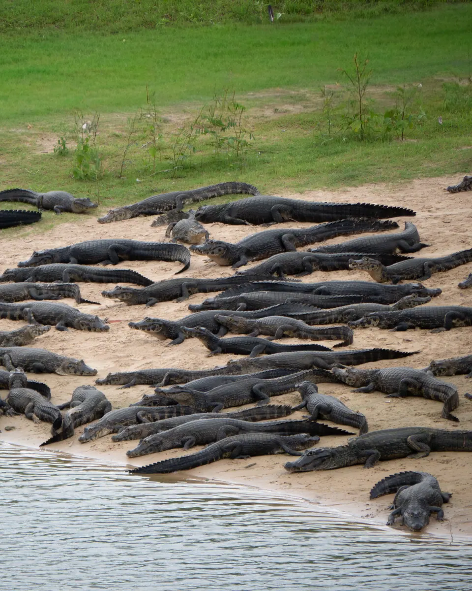 Dozens of caimans on a sandbank