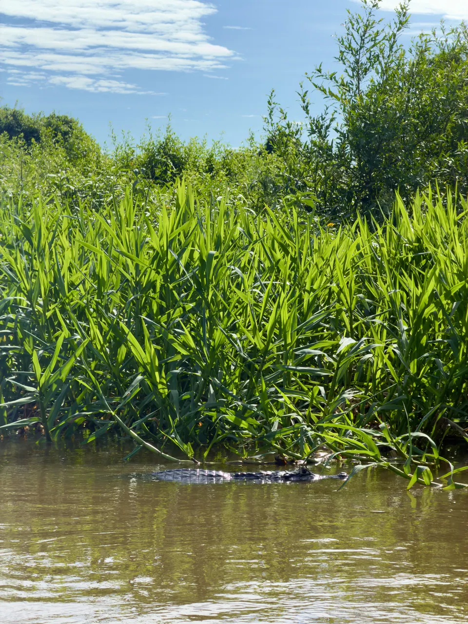 Caiman in the water among the reeds