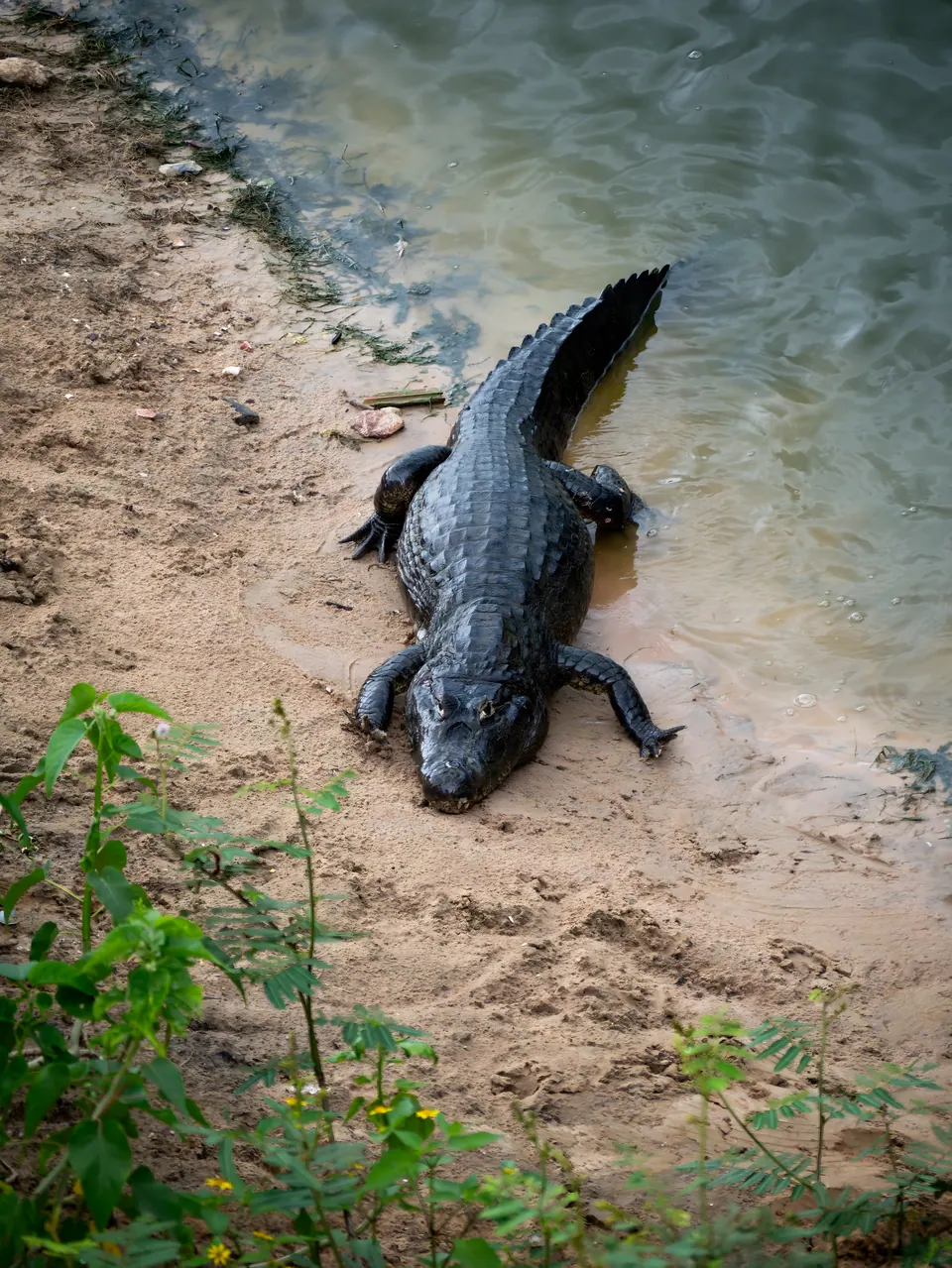 Yacare caiman on the sand