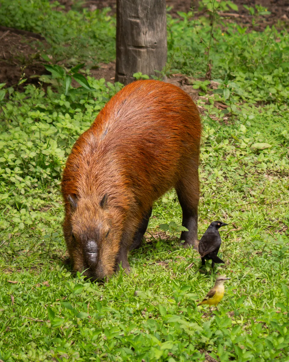 Capybara grazing