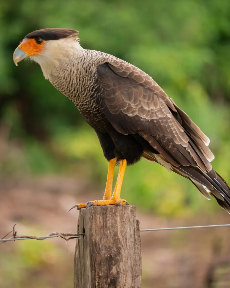 Southern caracara on a fence post