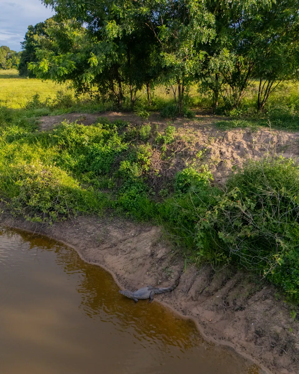 Caiman resting on the bank of a creek