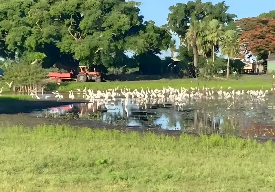 Egrets gathered at a pond