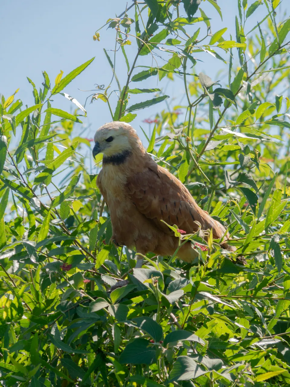 Hawk among the leaves