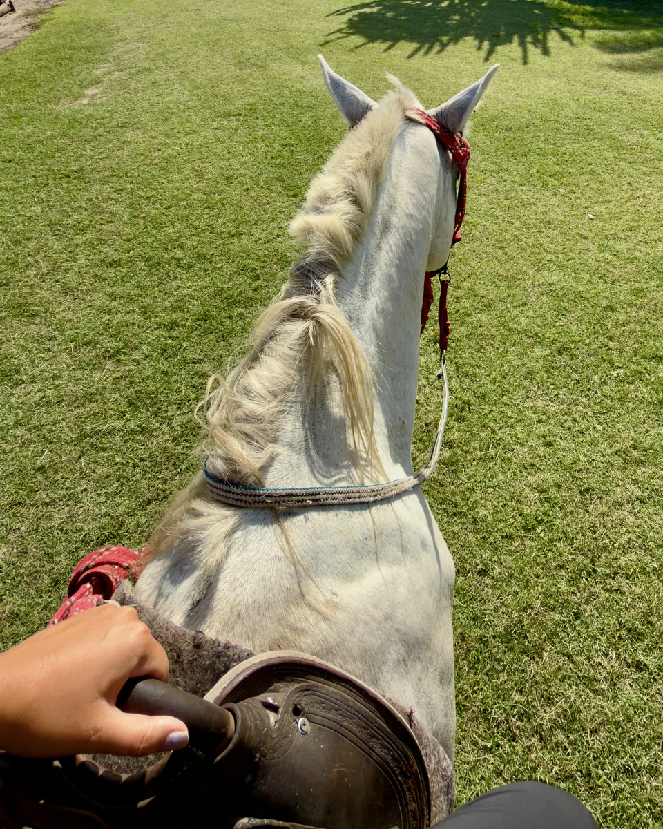 View between a horse’s ears on a ride across the fields