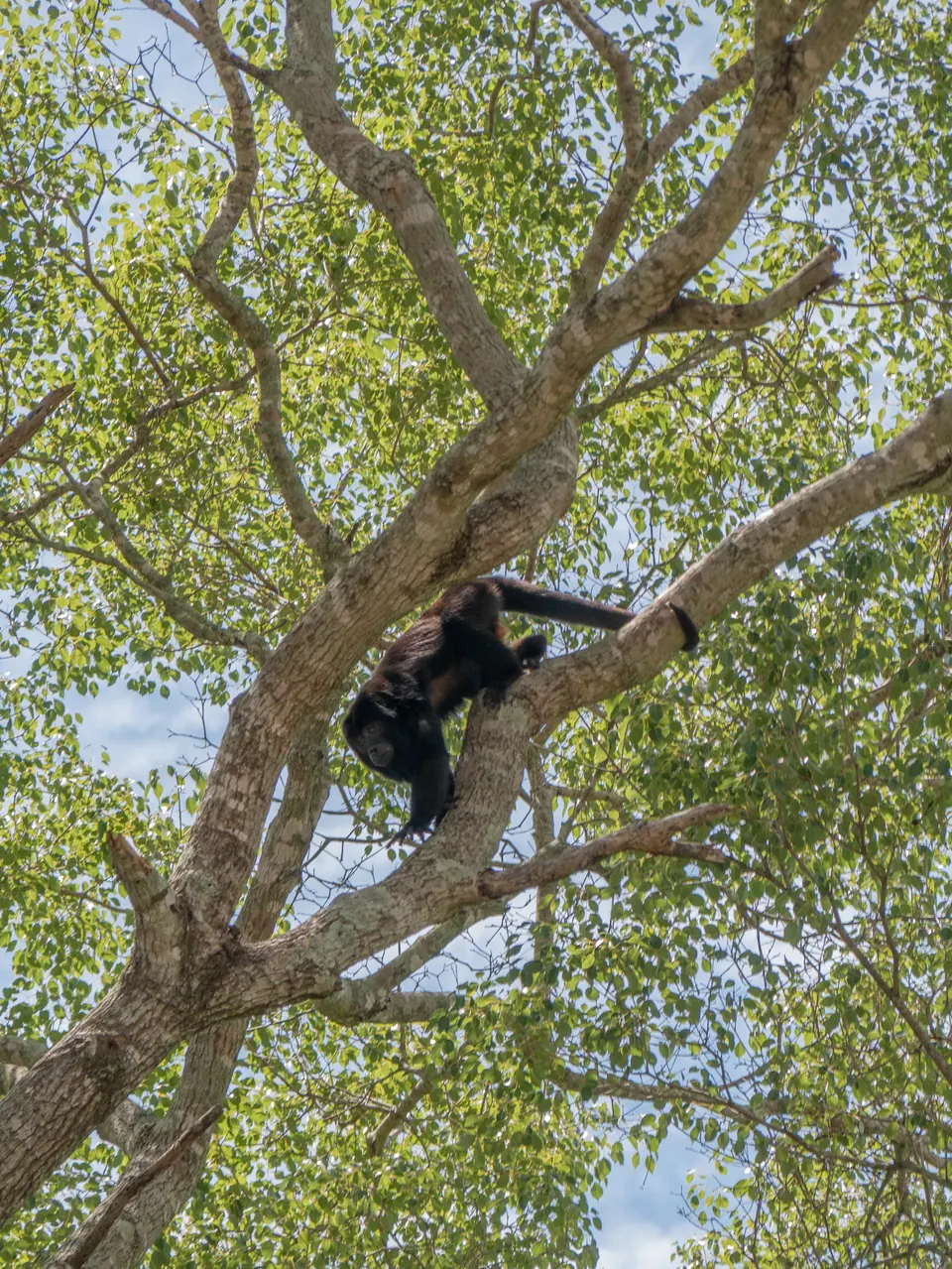 Howler monkey in the canopy