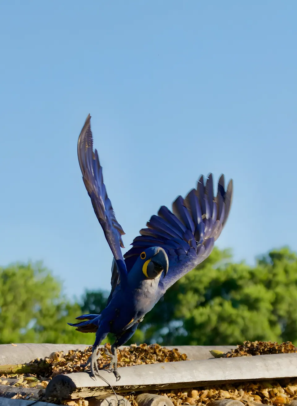 Hyacinth macaw spreading its wings