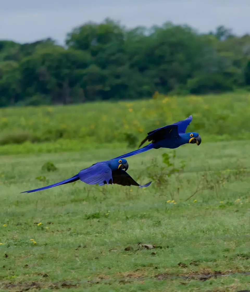 Hyacinth macaws in flight