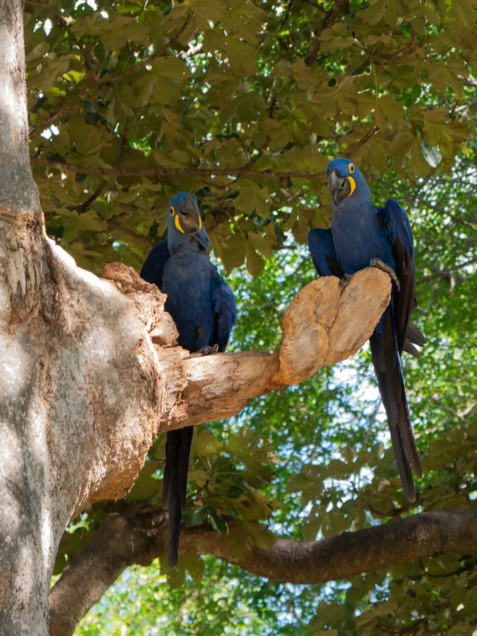 Pair of hyacinth macaws on a branch