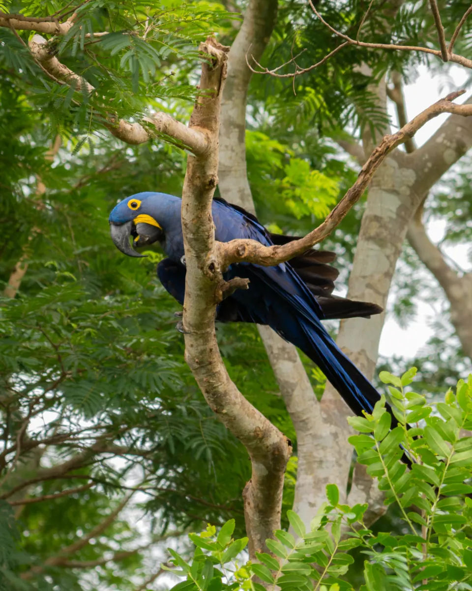Hyacinth macaw in a tree