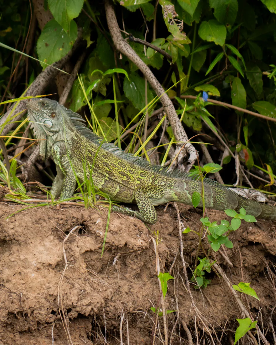 Green iguana