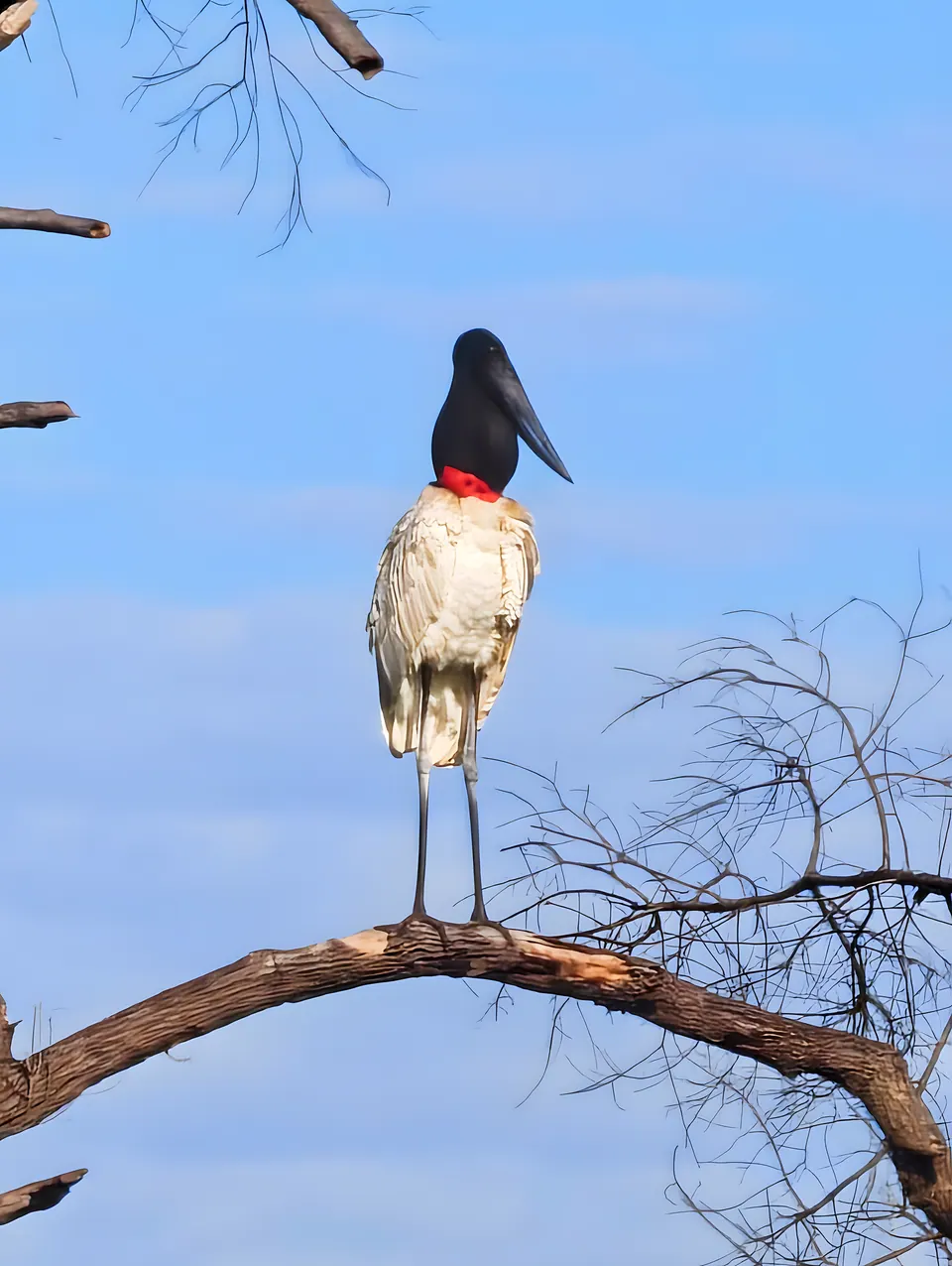 Jabiru stork perched on a branch