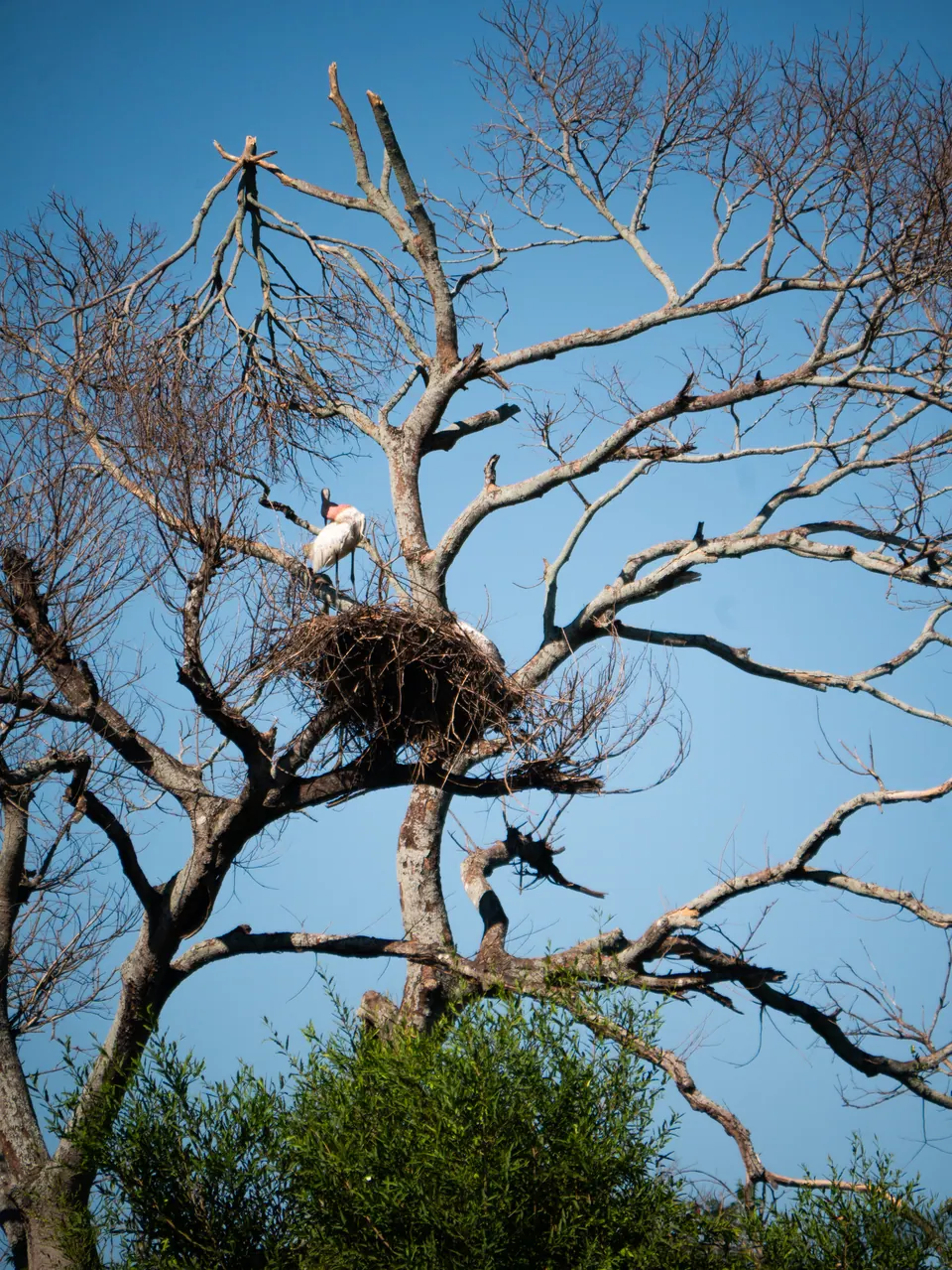 Jabiru storks at their nest