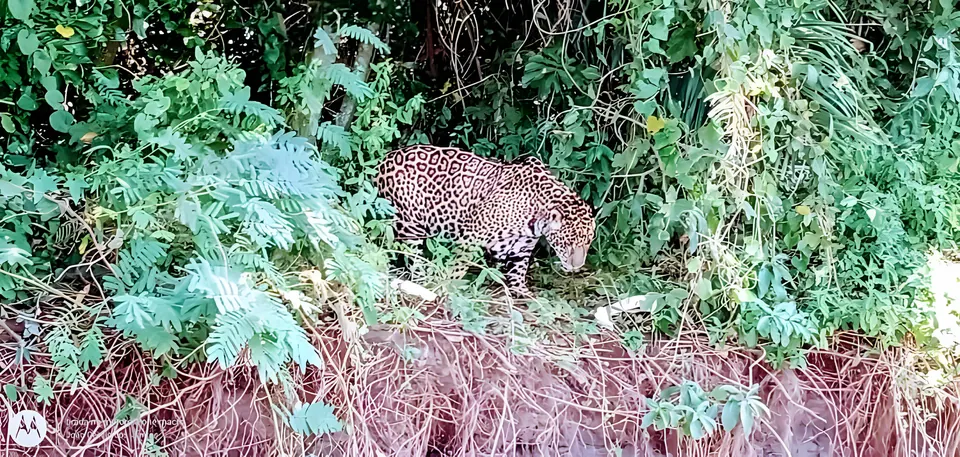 Jaguar moving through the vegetation