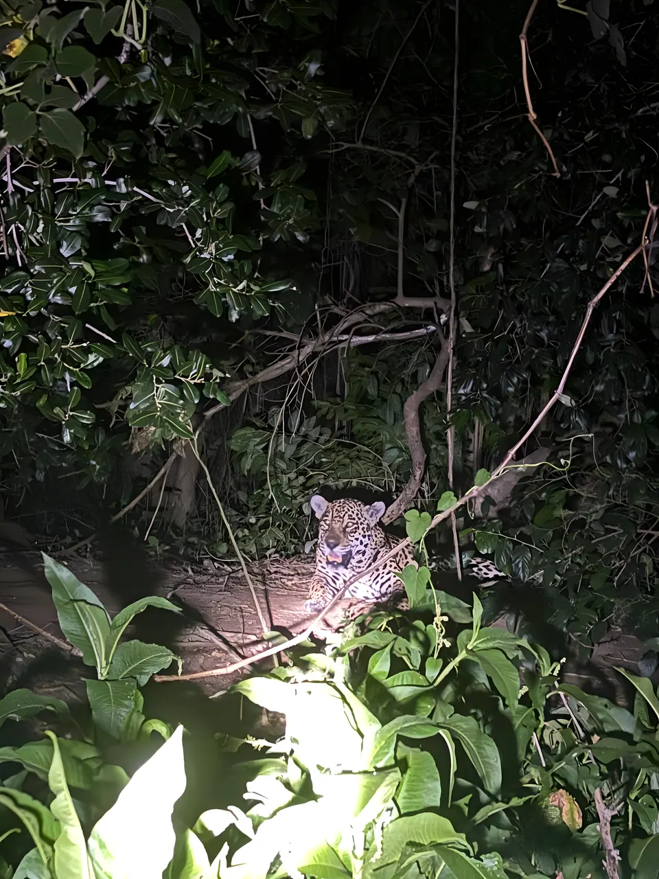Jaguar spotted on a night safari