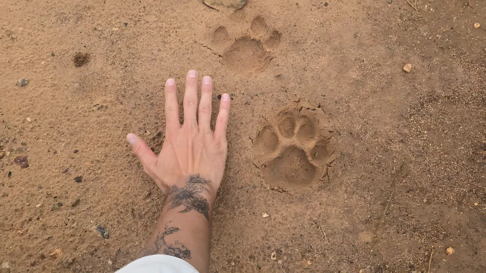 Jaguar footprints in the sand