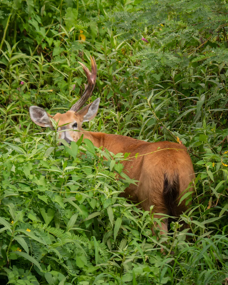 Marsh deer in tall grass