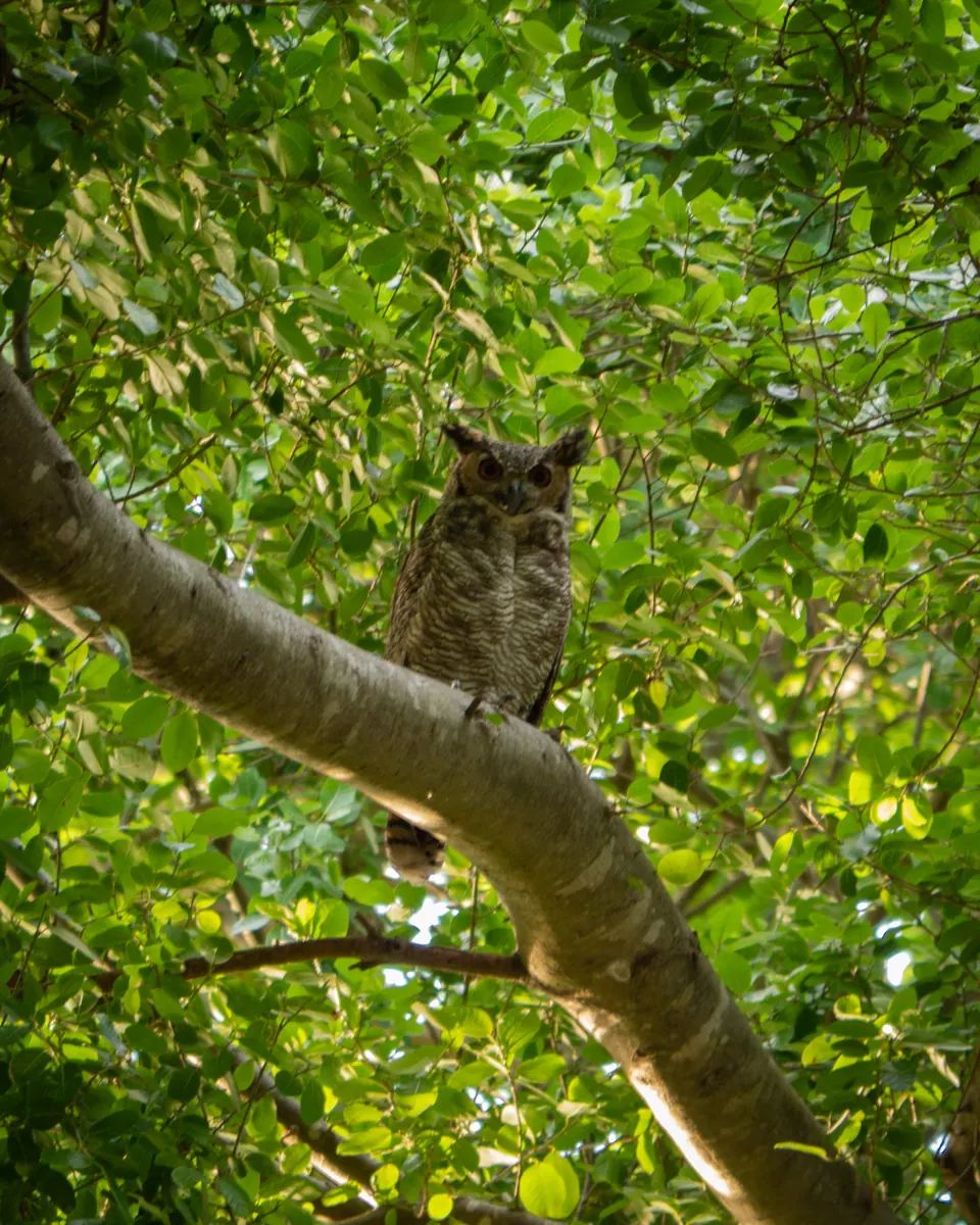 Owl in a tree
