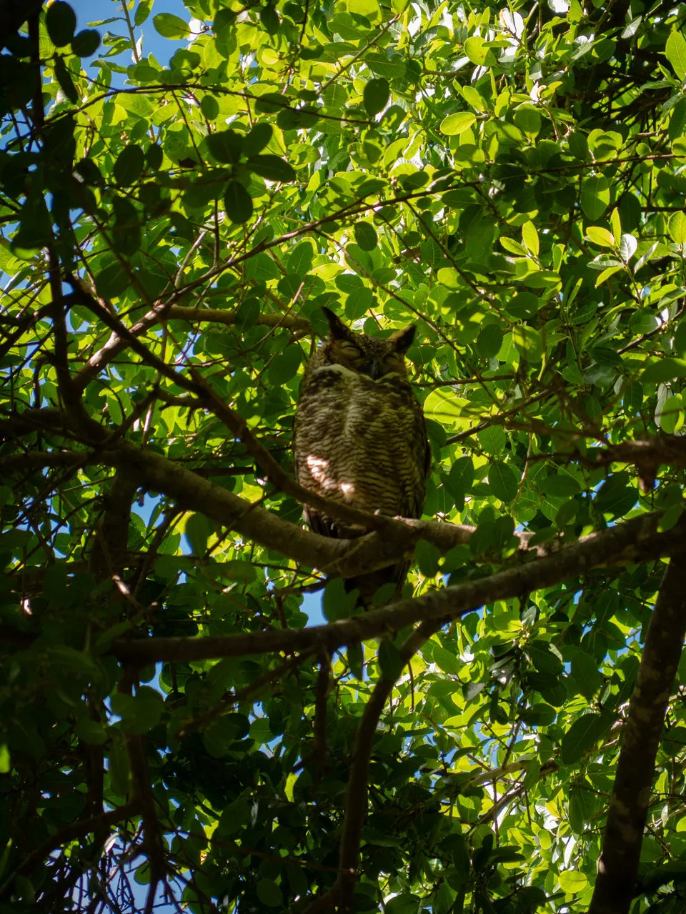 Owl hidden in the canopy
