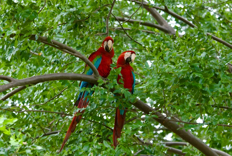Pair of red-and-green macaws