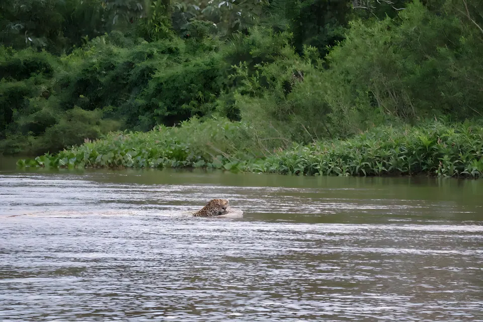 Jaguar crossing the river