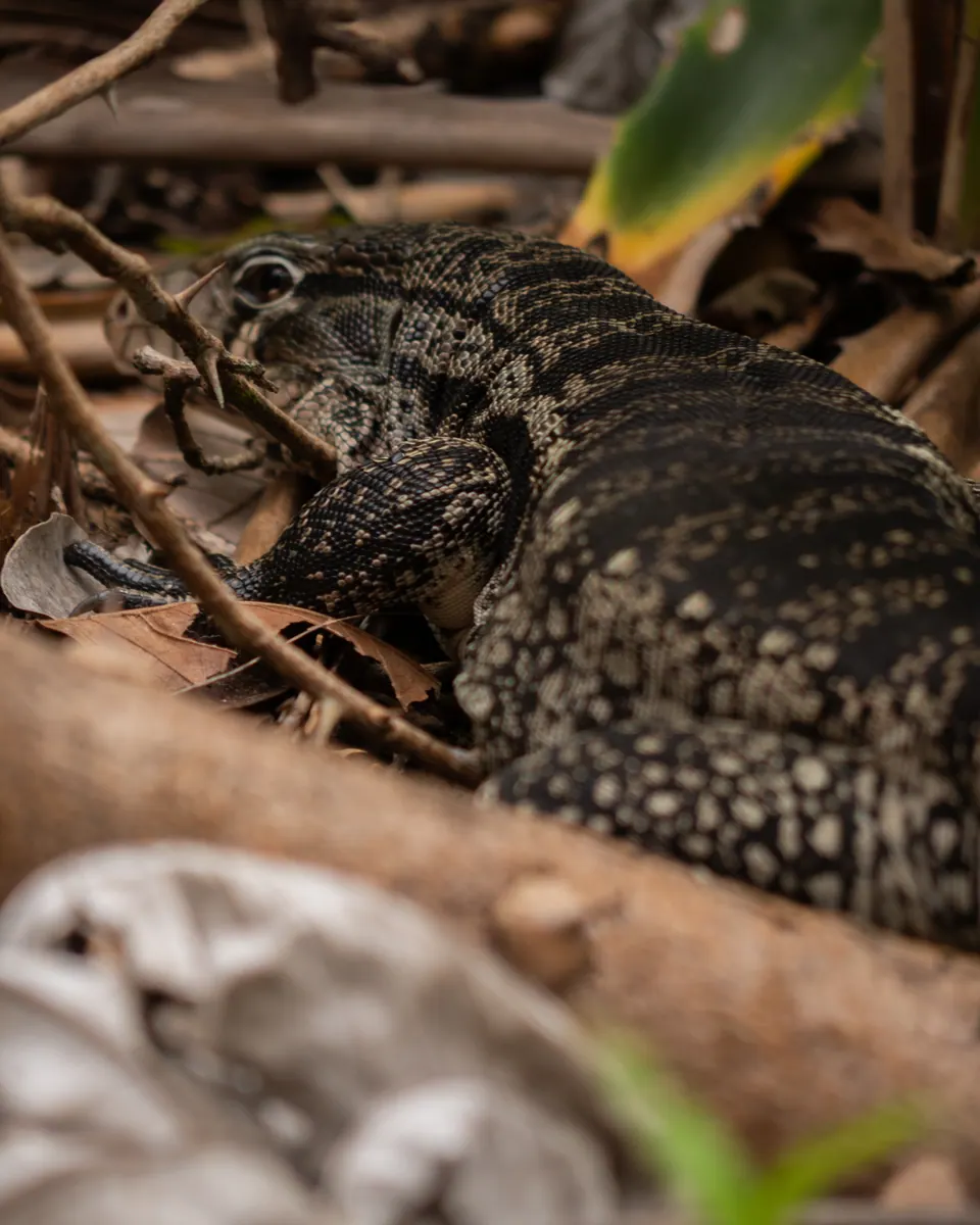 Tegu lizard among the leaves
