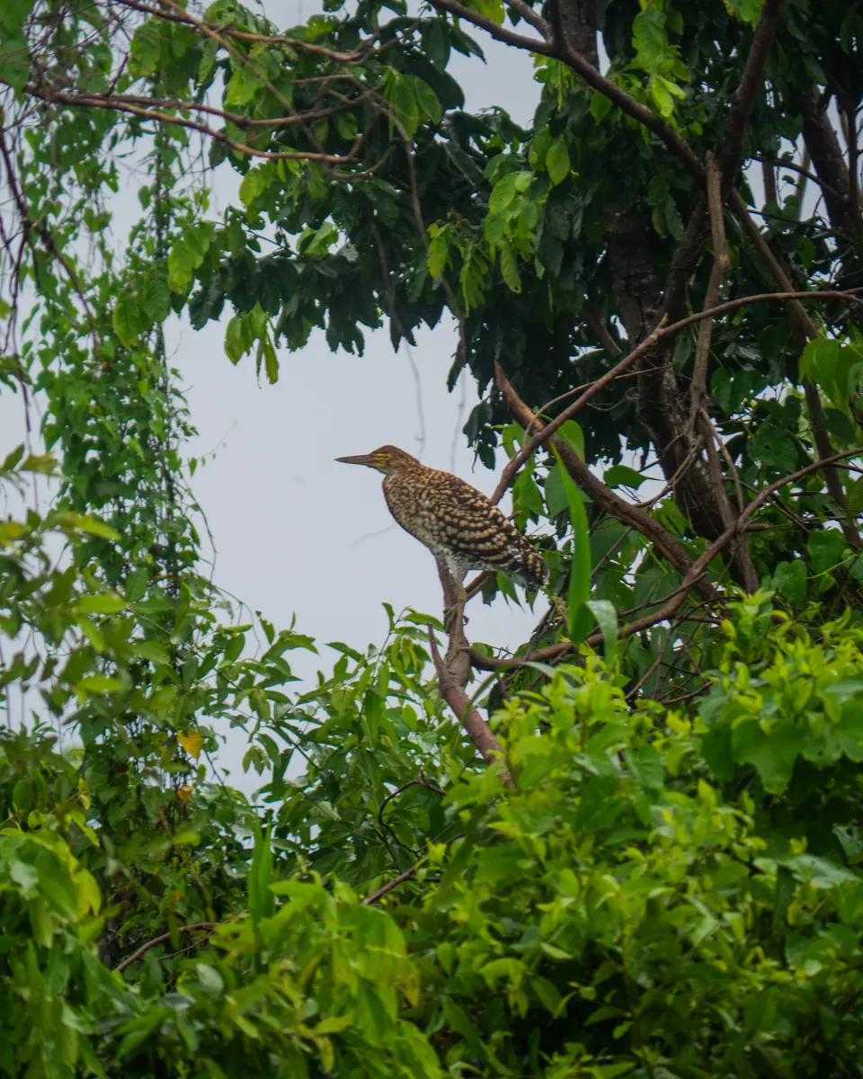 Young rufescent tiger heron