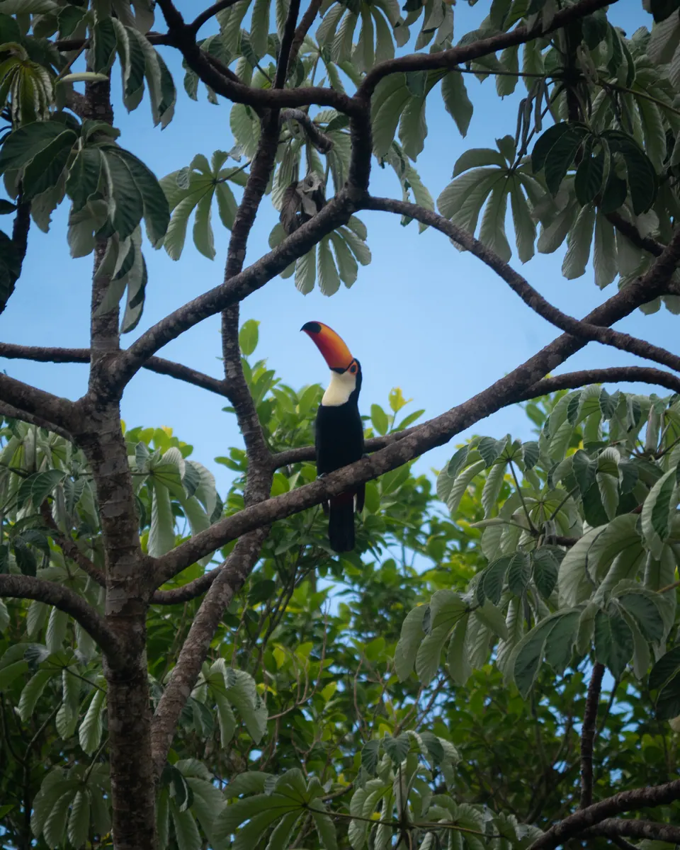 Toco toucan in a tree